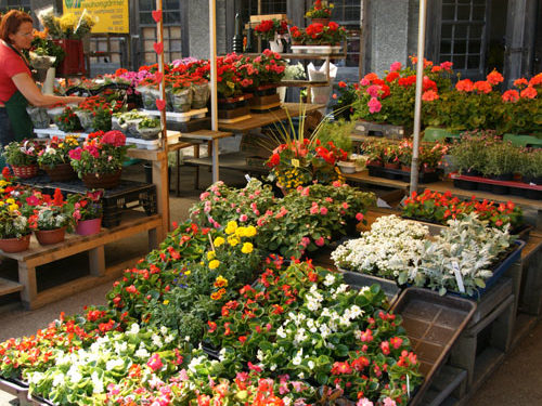 Blumenauswahl - Blumenstand Hirschbeck