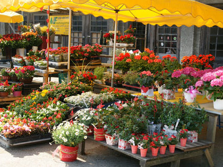 Blumenauswahl - Blumenstand Hirschbeck