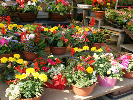 Blumenschalen - Blumenstand Hirschbeck