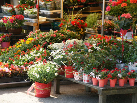 Blumenauswahl - Blumenstand Hirschbeck