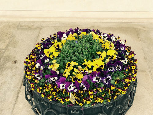 Grabgestaltung Saisonbepflanzung Frühling - (Nr. 6)