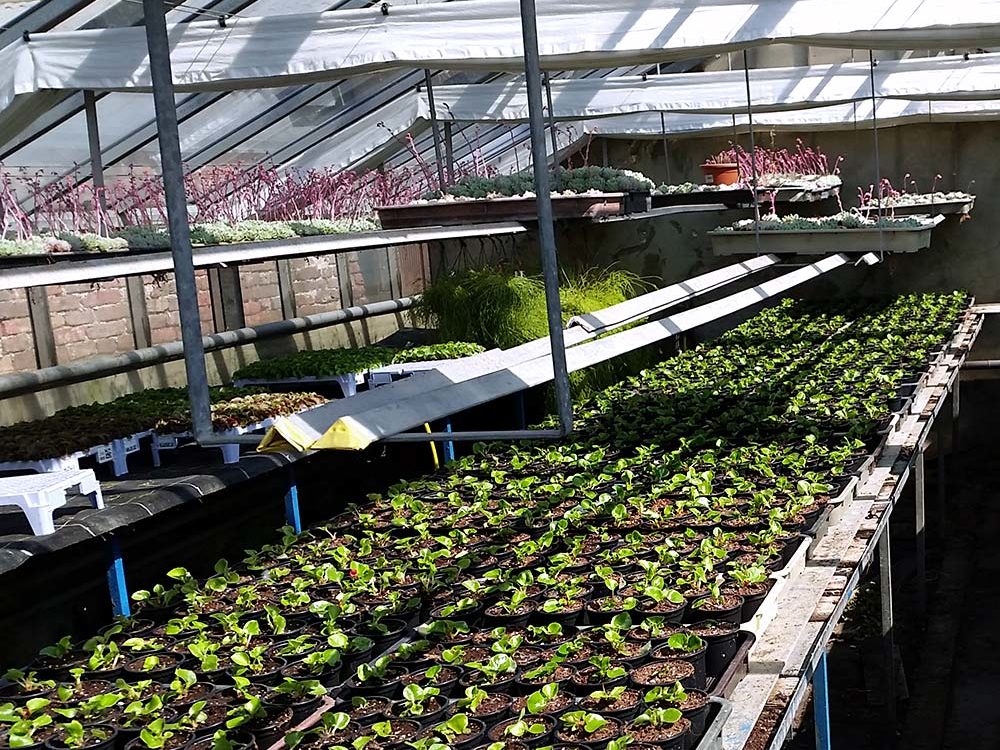 Gärtnerei Glashaus Pflanzenproduktion