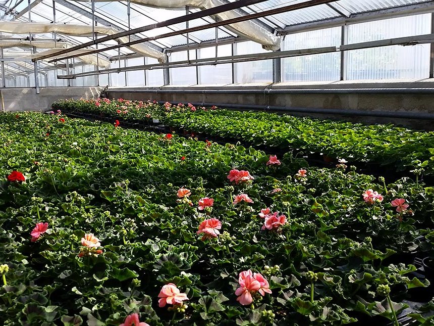 Gärtnerei Glashaus Pflanzenproduktion