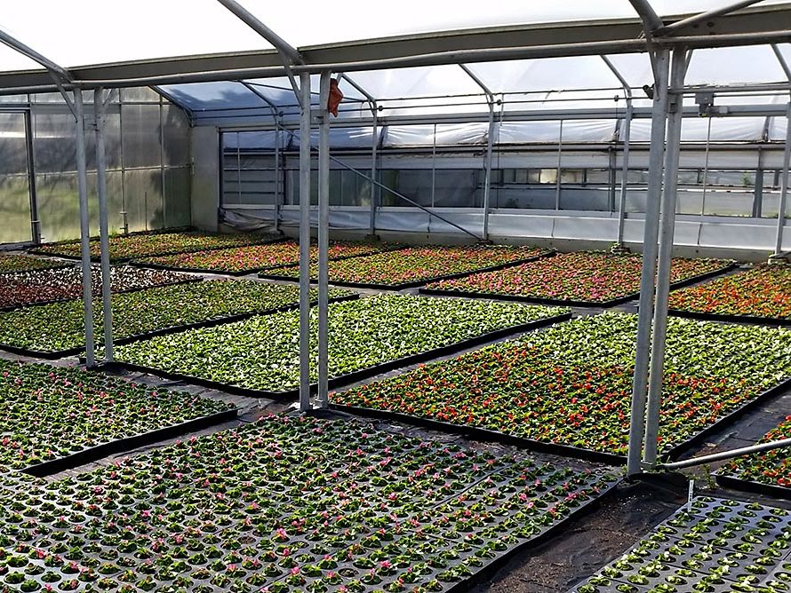 Gärtnerei Glashaus Pflanzenproduktion