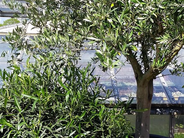 Leihpflanzen im Topf