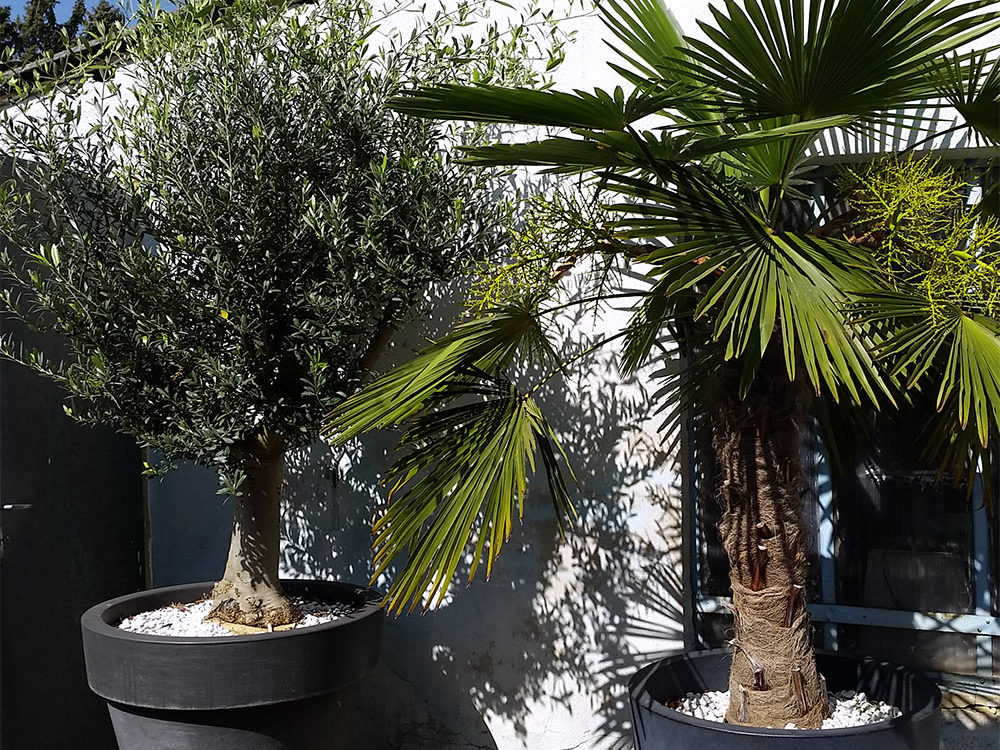 Leihpflanzen im Topf