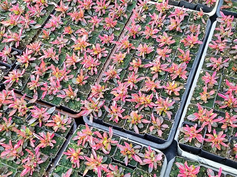 Pflanzenproduktion Blumen