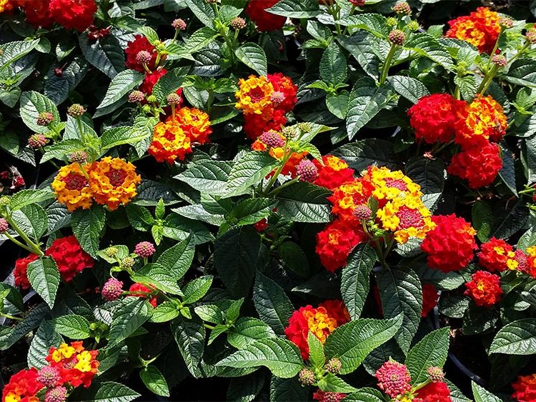 Pflanzenproduktion Blumen