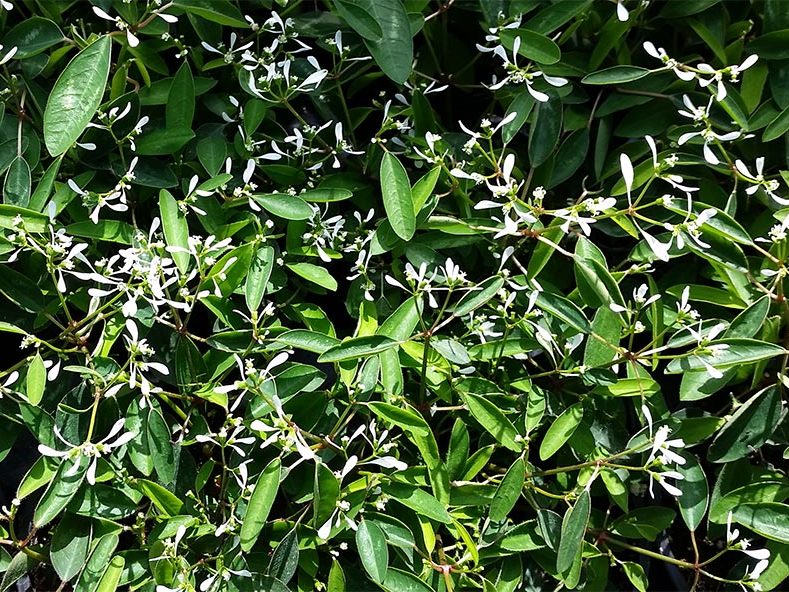 Pflanzenproduktion Blumen