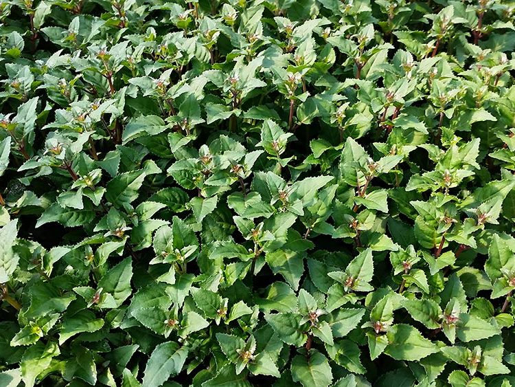 Pflanzenproduktion Blumen