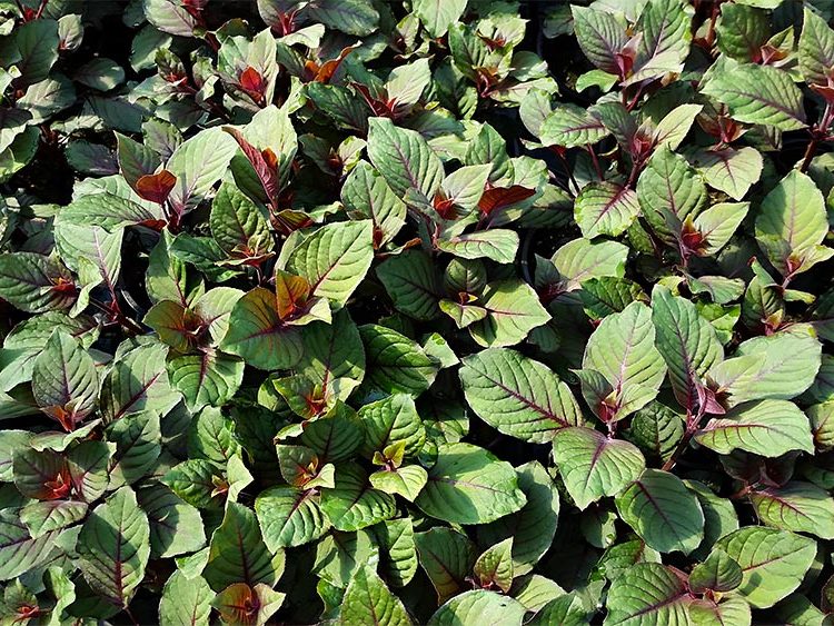 Pflanzenproduktion Blumen