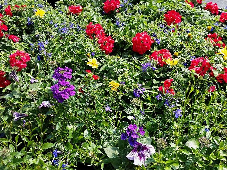 Pflanzenproduktion Blumen