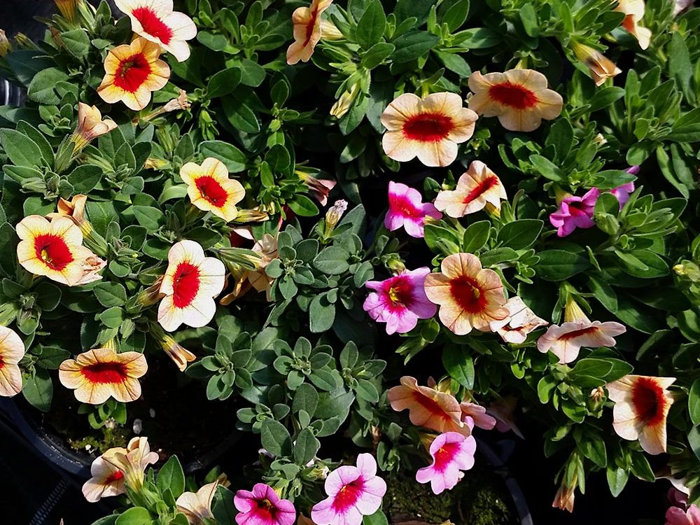 Pflanzenproduktion Blumen