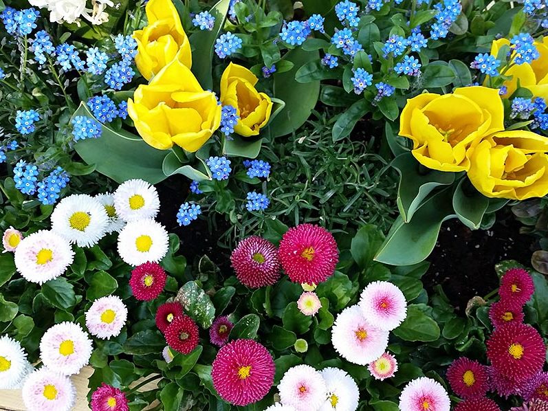 Pflanzenproduktion Blumen