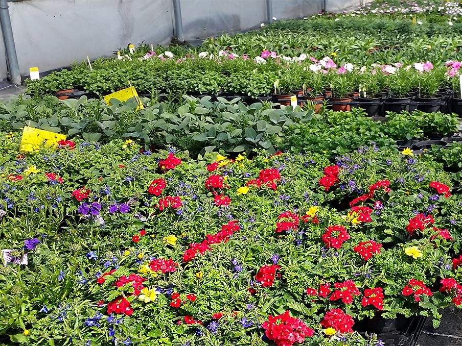 Pflanzenproduktion Blumen im Glashaus