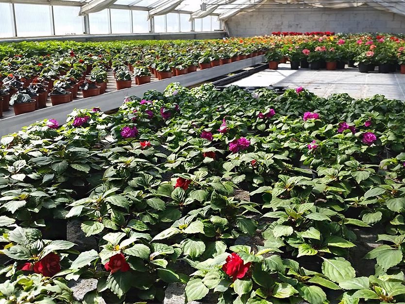Pflanzenproduktion Blumen im Glashaus