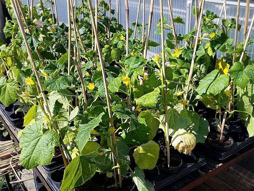 Pflanzenproduktion Gemüsepflanzen