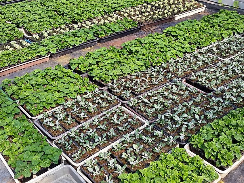 Pflanzenproduktion Blumen im Glashaus