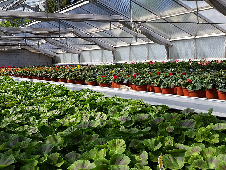 Pflanzenproduktion Blumen im Glashaus