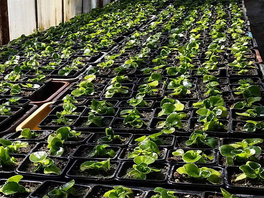 Pflanzenproduktion Blumen im Glashaus