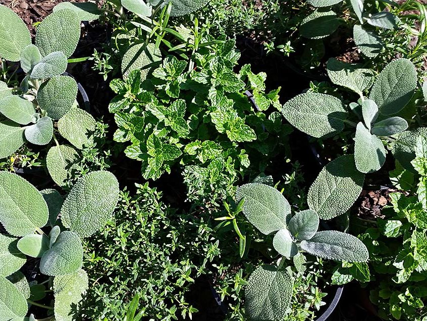 Pflanzenproduktion Kräuter