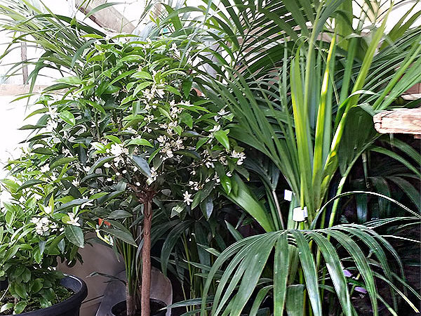 Pflanzenüberwinterung